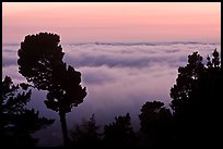 Low clouds at sunset seen from foothills. Oakland, California, USA (color)