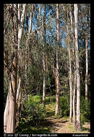 Eucalyptus trees, Berkeley Hills, Tilden Regional Park. Berkeley, California, USA (color)