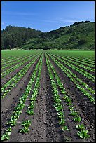 Vegetable farming. Watsonville, California, USA (color)