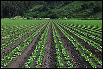 Vegetable crops. Watsonville, California, USA ( color)