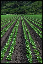 Lettuce intensive cultivation. Watsonville, California, USA ( color)