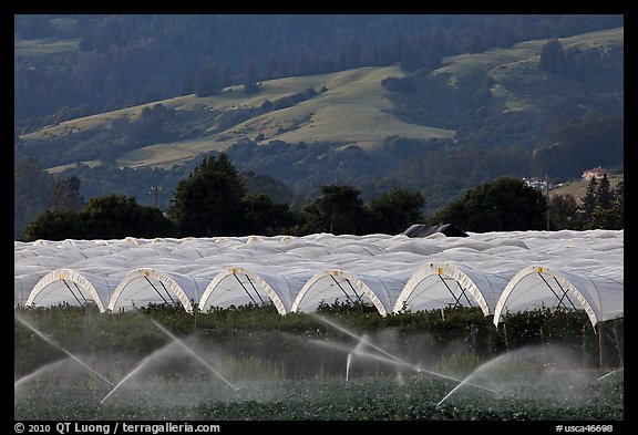 Canopies for raspberry growing. Watsonville, California, USA