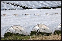 Canopies for farming raspberries. Watsonville, California, USA (color)