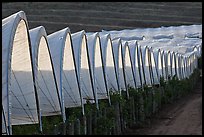 Raspberry canopies. Watsonville, California, USA