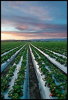 Strawberry plasticulture, sunset. Watsonville, California, USA