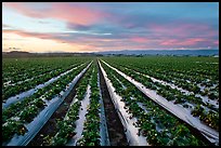 Strawberry field. Watsonville, California, USA (color)