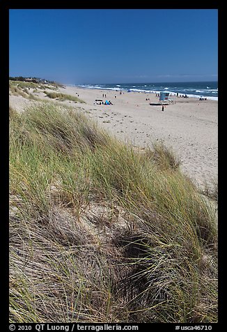 Dune grass, palm beach. Watsonville, California, USA (color)
