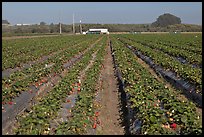 Strawberry farm. Watsonville, California, USA (color)