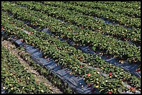 Rows of strawberries close-up. Watsonville, California, USA