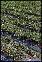 Strawberry crops on raised beds. Watsonville, California, USA