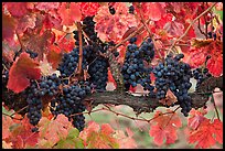 Grapes and red leaves on vine in fall. Napa Valley, California, USA (color)