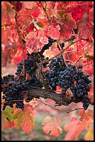 Vine with wine grapes and red leaves in autumn. Napa Valley, California, USA