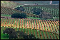 Oak trees and vineyard. Napa Valley, California, USA