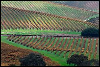 Hillside with rows of vines. Napa Valley, California, USA