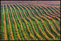 Rows of wine grapes in fall colors. Napa Valley, California, USA