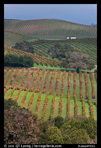 Carneros Valley Vineyard landscape in autumn. Napa Valley, California, USA