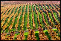 Rows of wine grapes in autumn colors. Napa Valley, California, USA ( color)