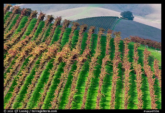 Colorful row of vines and hazy hills. Napa Valley, California, USA