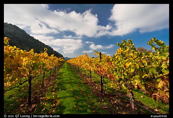 Rows of wine grapes with yellow leaves in autumn. Napa Valley, California, USA