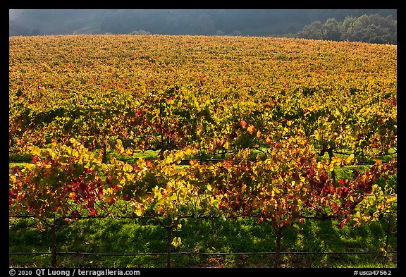 Large vineyard with golden fall colors. Napa Valley, California, USA