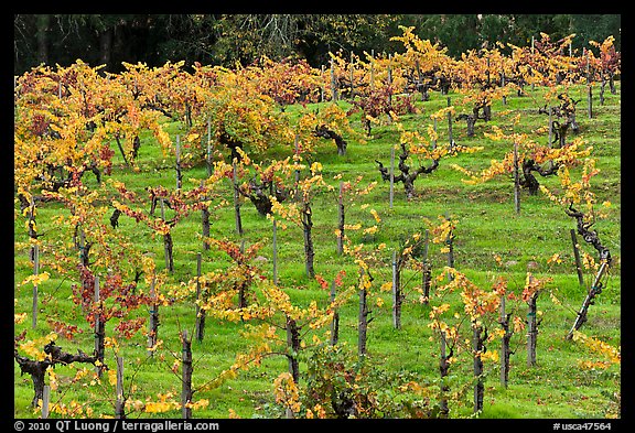 Vines on steep, terraced terrain, autumn. Napa Valley, California, USA (color)
