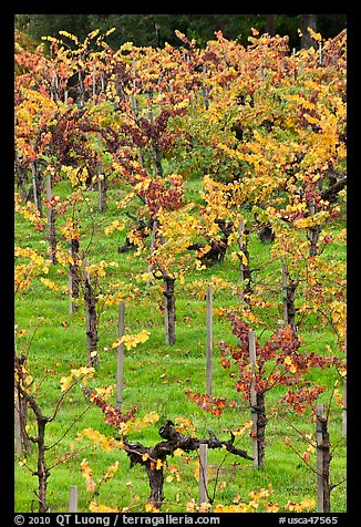 Wine grapes cultivated on steep terraces. Napa Valley, California, USA