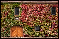 Facade covered with ivy in fall, Hess Collection winery. Napa Valley, California, USA (color)