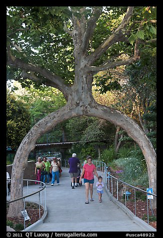 Archway formed by a tree, Gilroy Gardens. California, USA