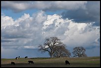 Cows, oak trees, and clouds. California, USA