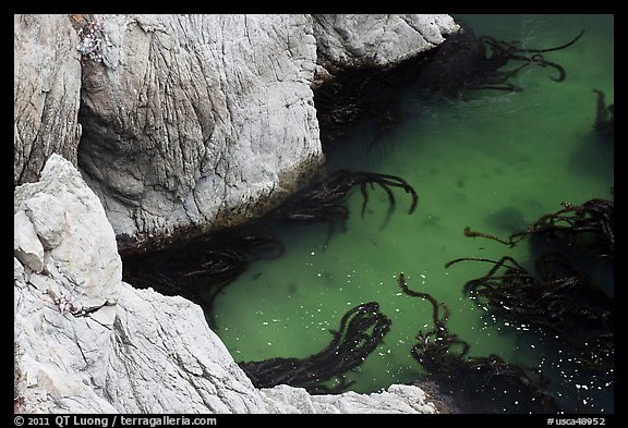 Green waters and kelp, China Cove. Point Lobos State Preserve, California, USA