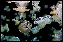 Mediterranean Jellies, Monterey Bay Aquarium. Monterey, California, USA