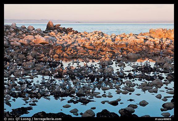 Seabirds and rocks at sunset. Pacific Grove, California, USA (color)
