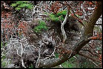 Monterey Cypress with carotene. Point Lobos State Preserve, California, USA ( color)