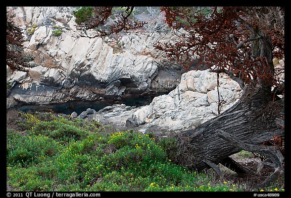 Monterey Cypress, wildflowers, and cove. Point Lobos State Preserve, California, USA