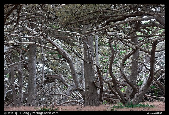 Monterey cypress. Point Lobos State Preserve, California, USA