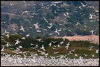 Seagull flock. Carmel-by-the-Sea, California, USA
