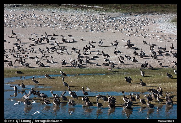 Pelicans and seagulls, Carmel River State Beach. Carmel-by-the-Sea, California, USA (color)