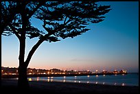 Monterey harbor and cypress tree at sunset. Monterey, California, USA