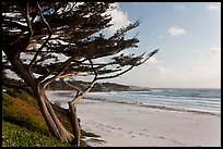 Cypress and Carmel Beach in winter. Carmel-by-the-Sea, California, USA
