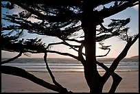 Cypress and ocean, late afternoon. Carmel-by-the-Sea, California, USA (color)