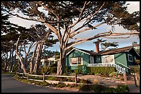 Residential homes and cypress trees. Carmel-by-the-Sea, California, USA