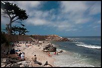 Cypress and beach, Lovers Point Park. Pacific Grove, California, USA