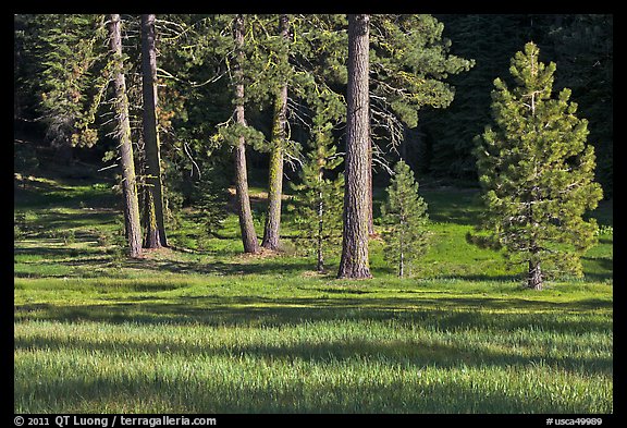 Pines and Indian Basin Meadow. Giant Sequoia National Monument, Sequoia National Forest, California, USA
