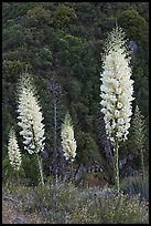 Yucca in bloom near Yucca Point, Giant Sequoia National Monument near Kings Canyon National Park. California, USA (color)