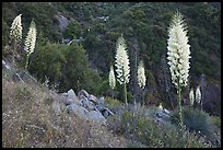 Blooming Yucca near Yucca Point. Giant Sequoia National Monument, Sequoia National Forest, California, USA ( color)
