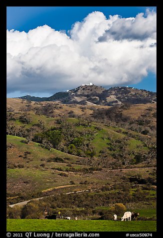 Cows in pasture below Mt Hamilton, Joseph Grant County Park. San Jose, California, USA (color)