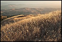 Summer grasses on Evergreen Hills. San Jose, California, USA ( color)