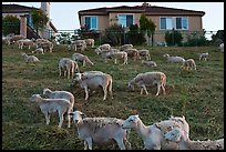 Sheep and suburban hones, Silver Creek. San Jose, California, USA