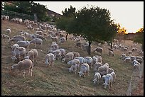 Herd of sheep, Silver Creek. San Jose, California, USA (color)