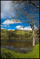 Pond, early spring, Joseph Grant Park. San Jose, California, USA ( color)